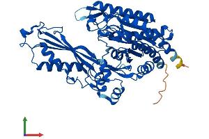 Protein Structure (PS) image for Carnosine Dipeptidase 1 (Metallopeptidase M20 Family) (CNDP1) (AA 1-492) protein (His tag) (ABIN7558897)