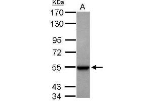 WB Image Sample (30 ug of whole cell lysate) A: HepG2 7. (GLUD1 antibody)