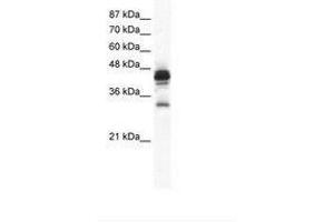 Image no. 1 for anti-Gap Junction Protein, gamma 3, 30.2kDa (GJc3) (C-Term) antibody (ABIN202149)