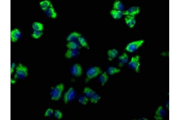 EMC4 antibody  (AA 43-60)