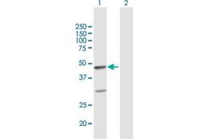 Western Blot analysis of FAIM3 expression in transfected 293T cell line by FAIM3 MaxPab polyclonal antibody. (FAIM3 antibody  (AA 1-390))