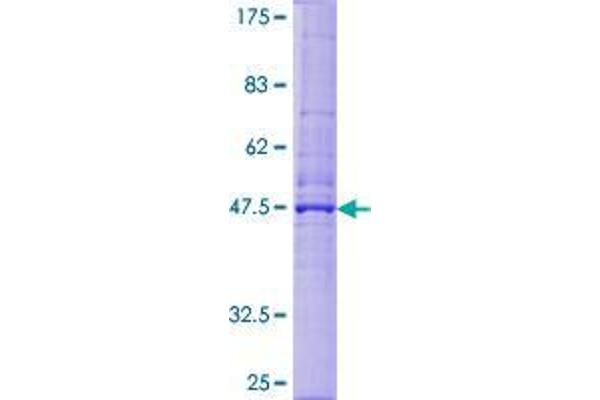 DERL1 Protein (AA 1-251) (GST tag)