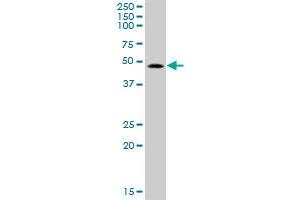 SMAP1 MaxPab polyclonal antibody. (SMAP1 antibody  (AA 1-440))