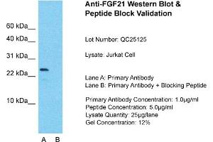 Host: Rabbit  Target Name: FGF21  Sample Tissue: Jurkat Whole Cell  Lane A:  Primary Antibody Lane B:  Primary Antibody + Blocking Peptide Primary Antibody Concentration: 1 µg/mL Peptide Concentration: 5 µg/mL Lysate Quantity: 41 µg/laneGel Concentration:. (FGF21 antibody  (N-Term))