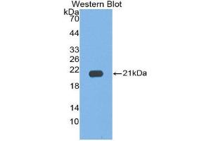 Western Blotting (WB) image for anti-Interleukin 17C (IL17C) (AA 7-159) antibody (ABIN1859357)