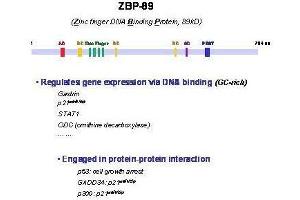 Image no. 3 for anti-Zinc Finger Protein 148 (ZNF148) antibody (ABIN964672) (ZNF148 antibody)