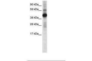 Image no. 1 for anti-cAMP Responsive Element Binding Protein 1 (CREB1) (N-Term) antibody (ABIN6736072) (CREB1 antibody  (N-Term))