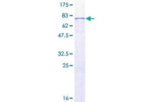 MMP1 Protein (AA 1-469) (GST tag)