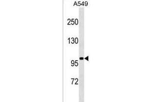 SLN13 Antibody (C-term) (ABIN1537514 and ABIN2849667) western blot analysis in A549 cell line lysates (35 μg/lane). (SLN13 antibody  (C-Term))