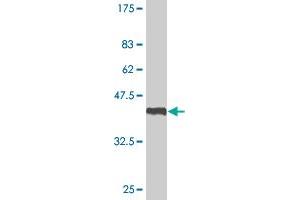 Western Blot detection against Immunogen (41. (LMO1 antibody  (AA 15-156))