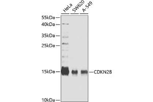 Western blot analysis of extracts of various cell lines, using CDKN2B antibody (ABIN6130218, ABIN6138346, ABIN6138347 and ABIN6221340) at 1:827 dilution. (CDKN2B antibody  (AA 1-138))