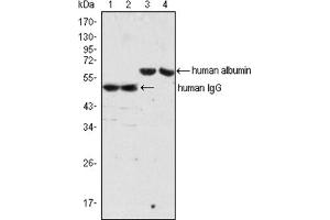 Western Blotting (WB) image for Mouse anti-Human IgG antibody (ABIN1107689) (Mouse anti-Human IgG Antibody)