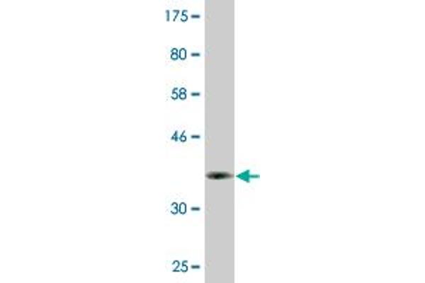 DBF4B/DRF1 antibody  (AA 201-299)