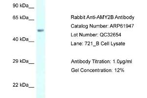 Western Blotting (WB) image for anti-Amylase, alpha 2B (Pancreatic) (AMY2B) (C-Term) antibody (ABIN2788958) (AMY2B antibody  (C-Term))