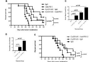 Combination therapy with Cy/GVAX and PD-1 or PD-L1 blockade improves clinical outcomes in a PDA mouse model. (Hamster IgG Isotype Control)
