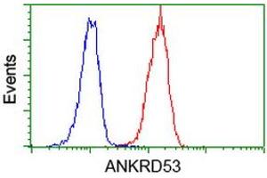Image no. 4 for anti-Ankyrin Repeat Domain 53 (ANKRD53) (AA 1-300) antibody (ABIN1490720) (ANKRD53 antibody  (AA 1-300))