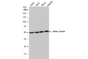 WB Image alpha Tubulin antibody detects alpha Tubulin protein by western blot analysis. (alpha Tubulin antibody)