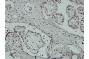 Immunoperoxidase of monoclonal antibody to ZNF345 on formalin-fixed paraffin-embedded human placenta. (ZNF345 antibody  (AA 1-111))