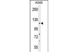 Western blot analysis in A549 cell line lysates (35ug/lane). (WDR52 antibody  (C-Term))