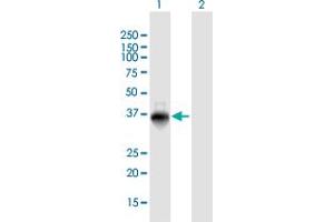 Western Blot analysis of ZNF391 expression in transfected 293T cell line by ZNF391 MaxPab polyclonal antibody. (ZNF391 antibody  (AA 1-358))