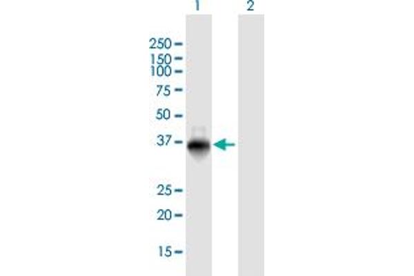ZNF391 Antikörper  (AA 1-358)