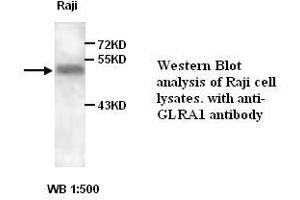 Image no. 1 for anti-Glycine Receptor, alpha 1 (GLRA1) antibody (ABIN1576729) (GLRA1 antibody)