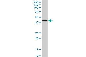 DNMT3L MaxPab rabbit polyclonal antibody. (DNMT3L antibody  (AA 1-386))