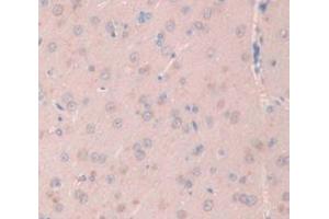 Figure. (NOG antibody  (AA 28-144))