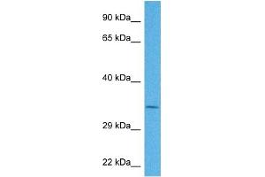 Western Blotting (WB) image for anti-Nuclear Receptor Subfamily 4, Group A, Member 1 (NR4A1) (N-Term) antibody (ABIN2777511)