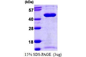 SDS-PAGE (SDS) image for Septin 5 (SEPT5) (AA 1-369) protein (His tag) (ABIN667493)