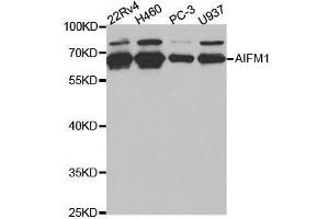 Western blot analysis of extracts of various cell lines, using AIFM1 antibody. (AIF antibody  (AA 334-613))