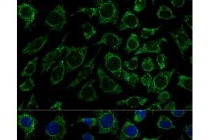 Immunofluorescence analysis of L929 cells using IDH3B Polyclonal Antibody at dilution of 1:100 (40x lens). (IDH3B antibody)