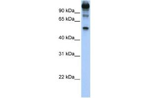 Western Blotting (WB) image for anti-FEZ Family Zinc Finger 1 (FEZF1) antibody (ABIN2459407)