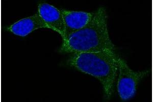 IF staining of LNCap cells using AF488 labeled ODC1 Monoclonal Antibody (ODC1/487) (Green). (ODC1 antibody)
