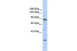 WB Suggested Anti-CDC5L Antibody Titration:  0. (CDC5L antibody  (Middle Region))