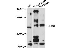 Western blot analysis of extracts of various cell lines, using GRIN1 antibody (ABIN5975849) at 1/1000 dilution. (GRIN1/NMDAR1 antibody)