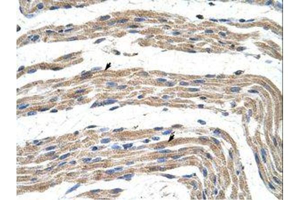 ZNF197 antibody  (N-Term)