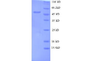 SDS-PAGE (SDS) image for Oncomodulin (OCM) (AA 26-220) protein (GST tag) (ABIN4976112) (Oncomodulin Protein (OCM) (AA 26-220) (GST tag))
