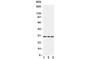 Western blot testing of CD134 / OX40 antibody and rat samples 1:  brain;  2: liver;  3: kidney. (TNFRSF4 antibody  (N-Term))