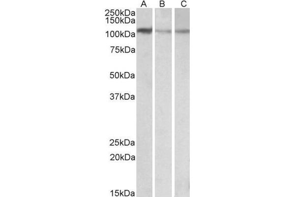 MTHFD1L antibody  (AA 535-538)