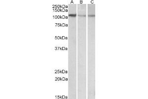 MTHFD1L antibody  (AA 535-538)