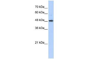 WB Suggested Anti-ABHD2 Antibody Titration:  0. (ABHD2 antibody  (Middle Region))