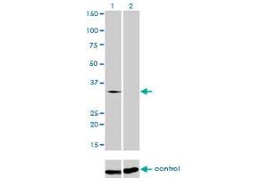 Western blot analysis of SFRS10 over-expressed 293 cell line, cotransfected with SFRS10 Validated Chimera RNAi (Lane 2) or non-transfected control (Lane 1). (TRA2B antibody  (AA 120-199))