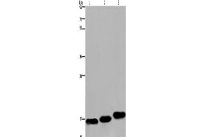 Western Blotting (WB) image for anti-Myosin, Light Chain 12B, Regulatory (MYL12B) antibody (ABIN2430075)