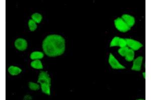 IHC-P analysis of HeLa cells, with FITC staining. (Transportin 1 antibody  (AA 593-836))