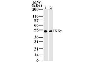 Image no. 1 for anti-Inhibitor of kappa Light Polypeptide Gene Enhancer in B-Cells, Kinase gamma (IKBKG) antibody (ABIN208078) (IKBKG antibody)