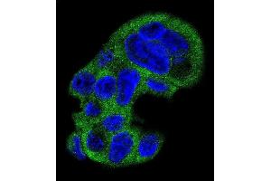Confocal immunofluorescent analysis of FGG Antibody (N-term) (ABIN391493 and ABIN2841460) with HepG2 cell followed by Alexa Fluor 488-conjugated goat anti-rabbit lgG (green). (FGG antibody  (N-Term))