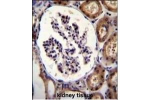 ITGA8 Antibody (C-term) (ABIN655529 and ABIN2845042) immunohistochemistry analysis in formalin fixed and paraffin embedded human kidney tissue followed by peroxidase conjugation of the secondary antibody and DAB staining. (ITGA8 antibody  (C-Term))