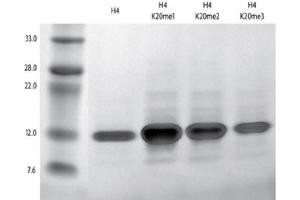 Histone H4 Protein (3meLys20)