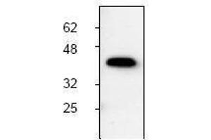 Image no. 1 for anti-Induced Myeloid Leukemia Cell Differentiation Protein Mcl-1 (MCL1) antibody (ABIN126984)